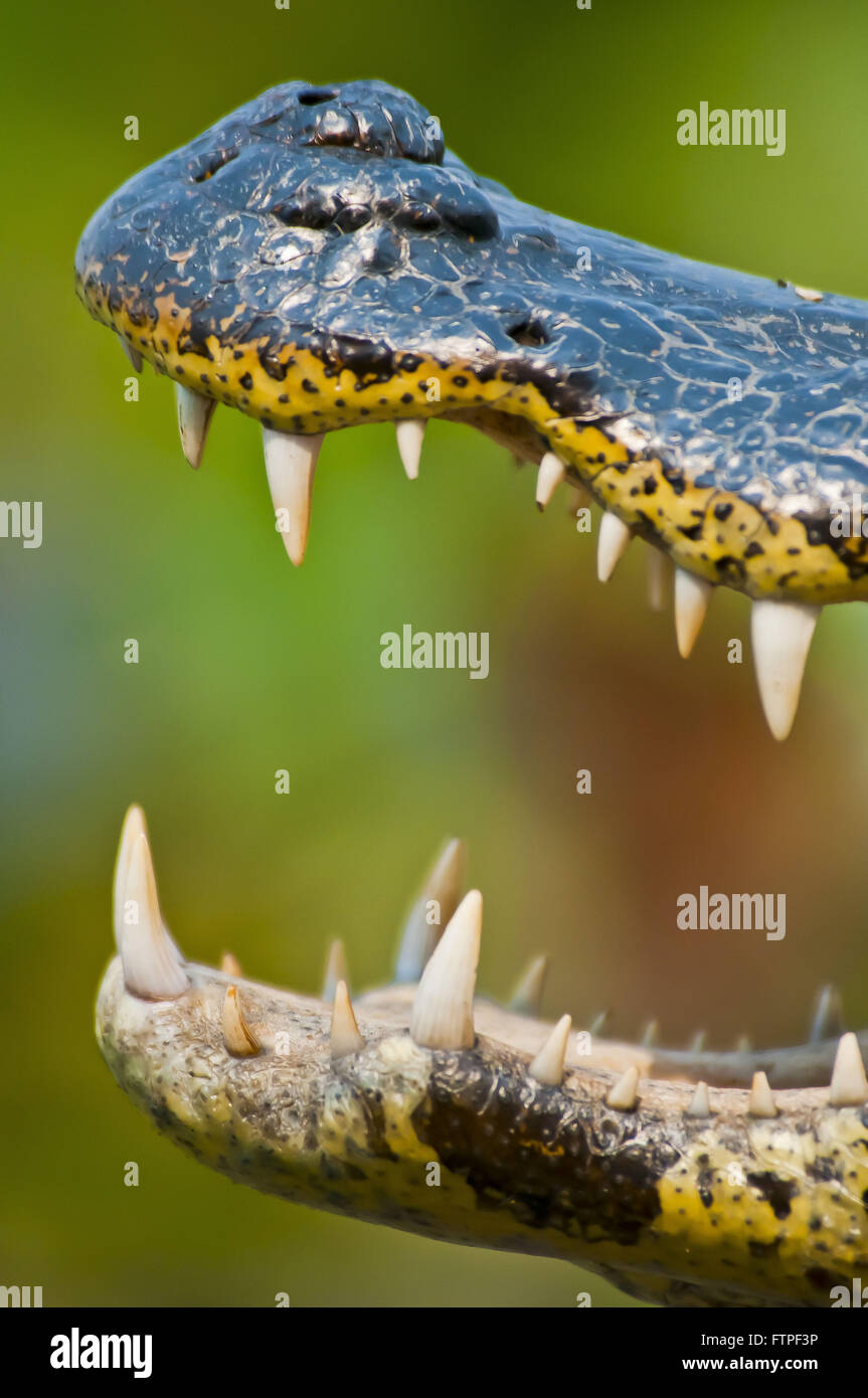 Aprire quark-di-bocca di zone umide in Sud Pantanal - crocodilus Caimano yacare Foto Stock