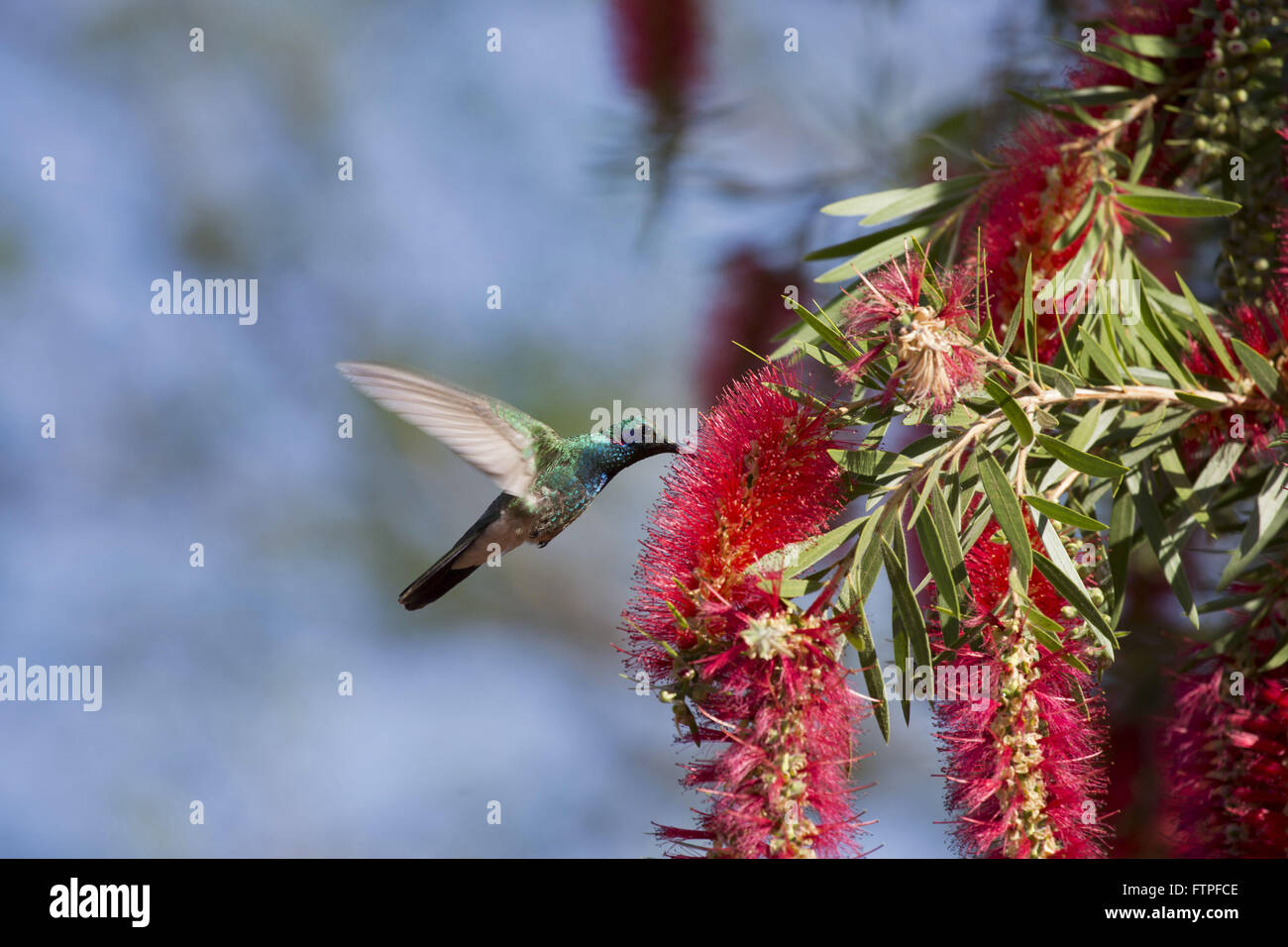 Hummingbird alimentazione in fiore Foto Stock