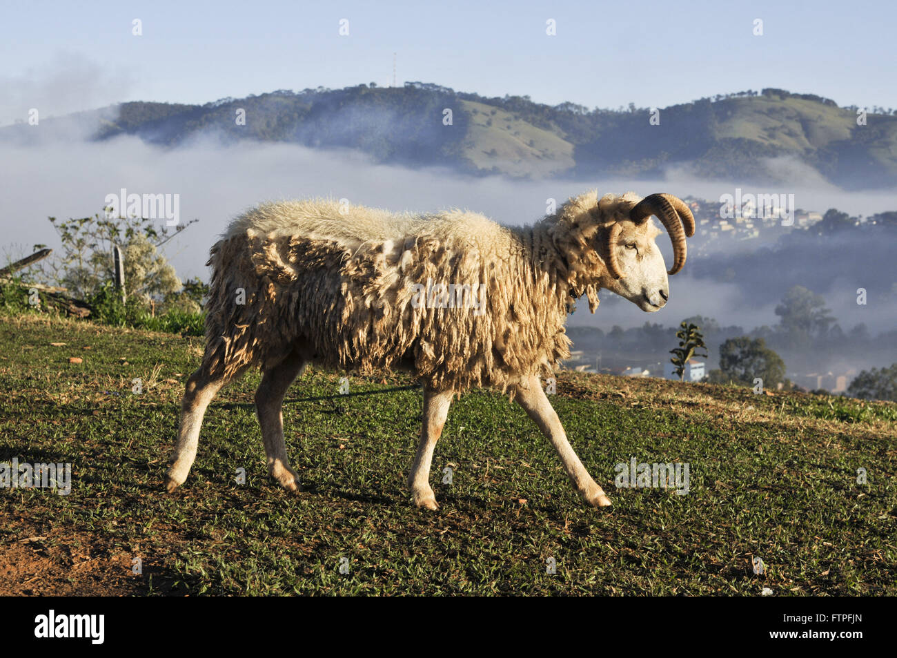 Pecore quattro corna in una fattoria con la nebbia nella Serra da Mantiqueira Foto Stock
