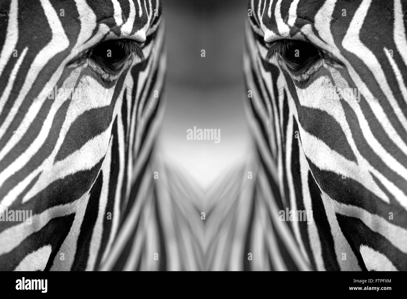 Immagine monocromatica di una faccia di un di Grevy zebra. Riflessione speculare. Orizzontalmente. Foto Stock