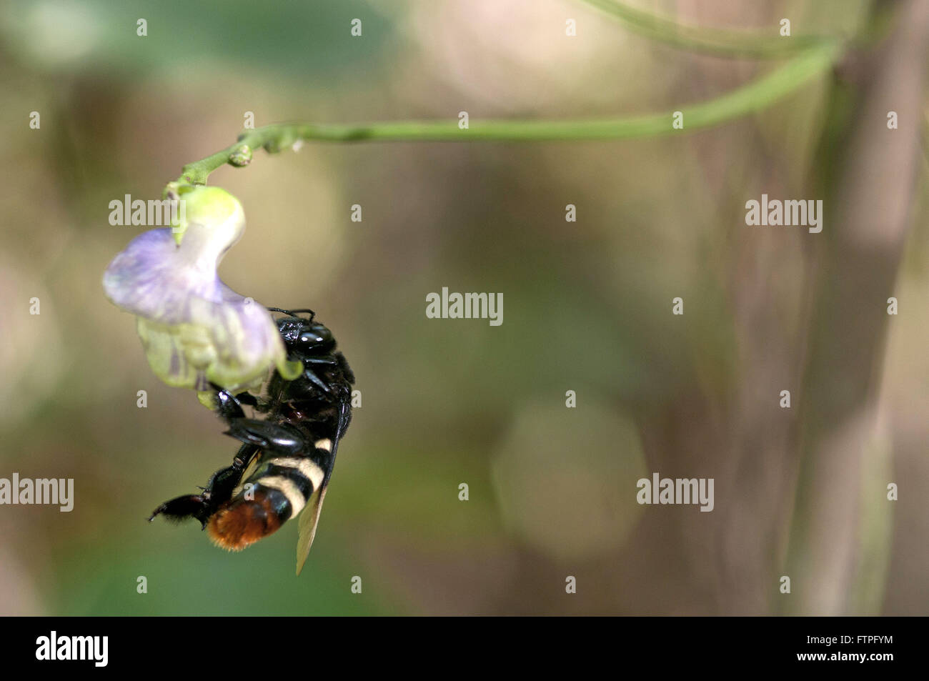 Ape su fiore cerrado Foto Stock