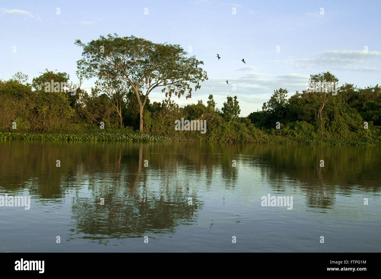 La riflessione di vegetazione ripariale nel Rio Paraguay Foto Stock