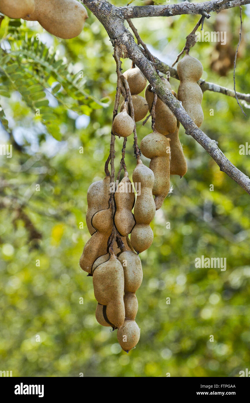 Frutti di bosco - Tamarindo Tamarindus indica Foto Stock