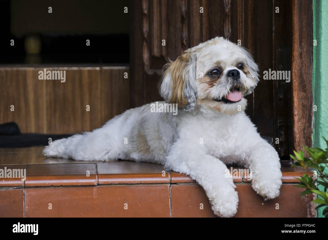 Cane di razza Shih Tzu Foto Stock