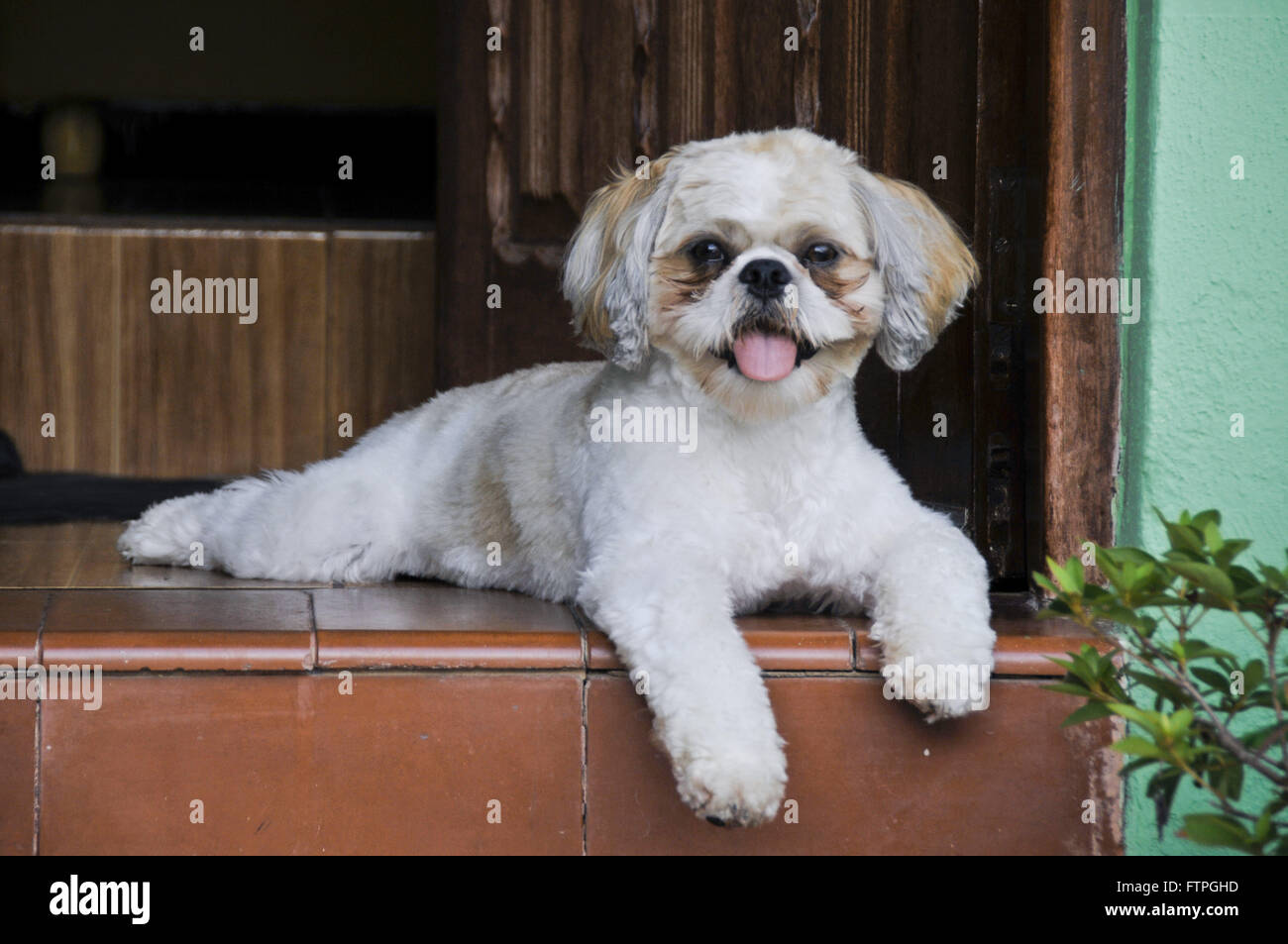Cane di razza Shih Tzu Foto Stock