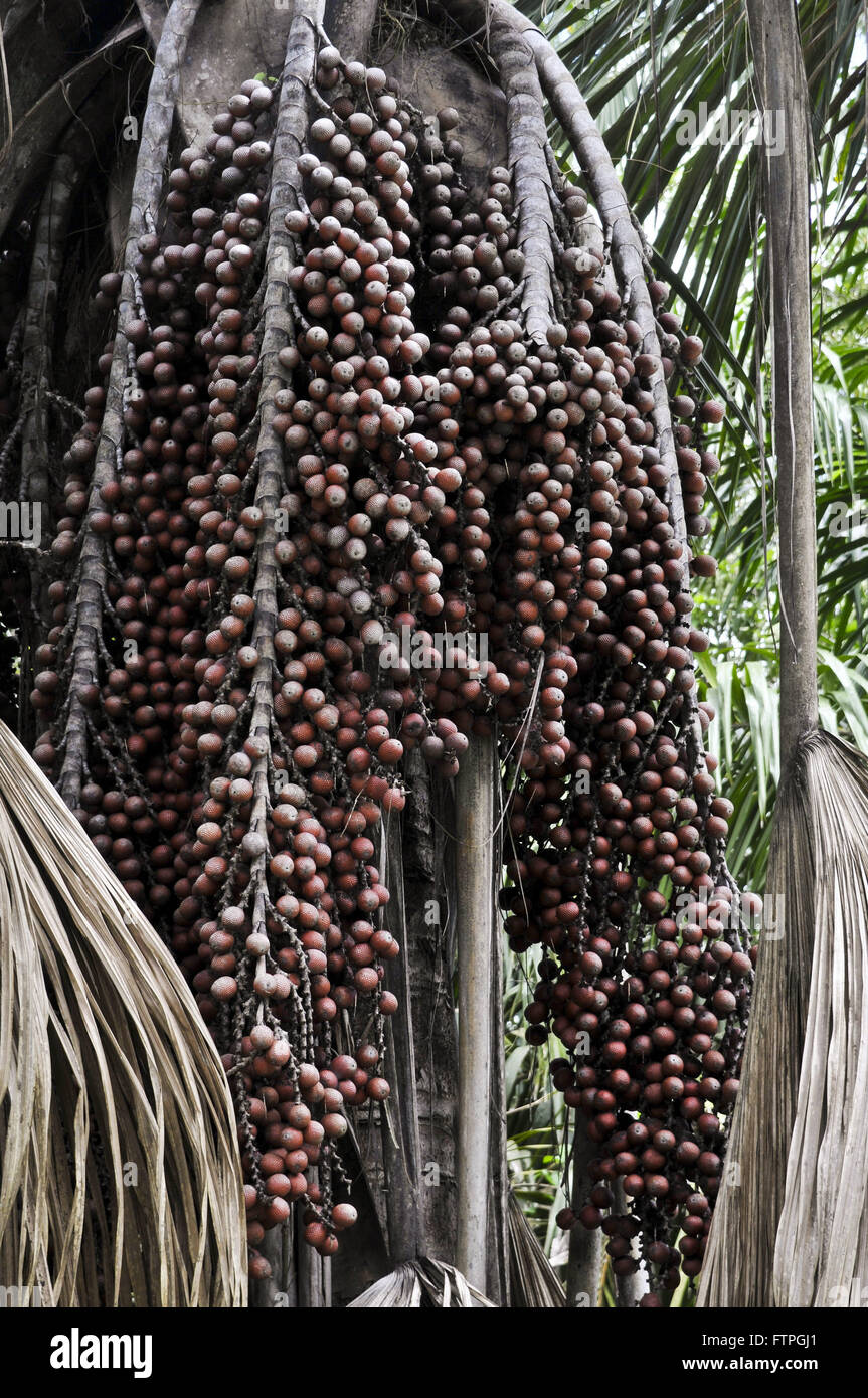 Frutta Buriti area verde di ??Comunale Parco Ambientale Adhemar Monteiro Foto Stock