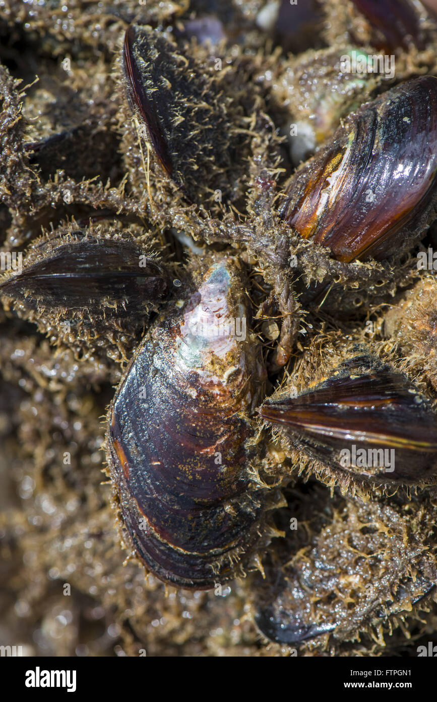Coltivate in molluschi marini fattoria situata nella parrocchia Ribeirao Foto Stock