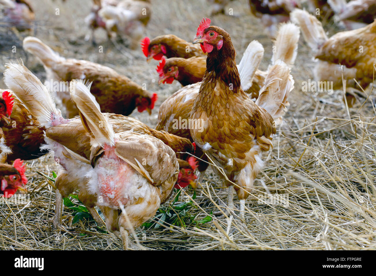 Creazione di pollo paese Foto Stock