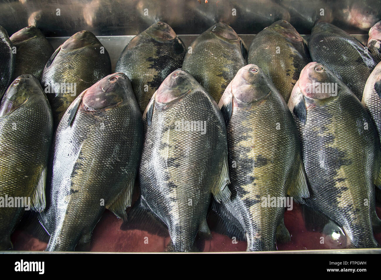 Pesce tambaqui vendita al mercato della città Foto Stock