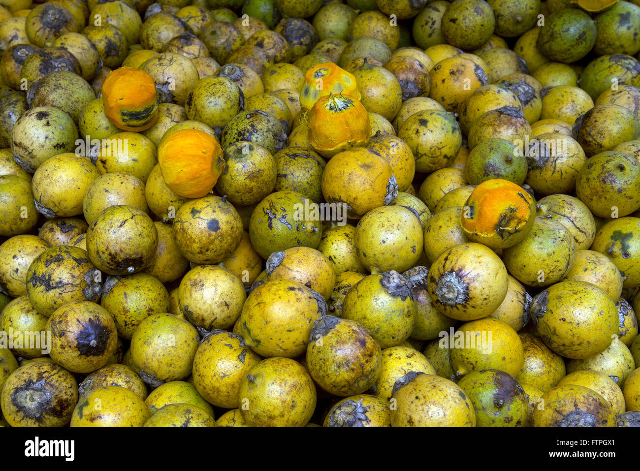 Commercio di tucuma il Mercato Comunale Foto Stock