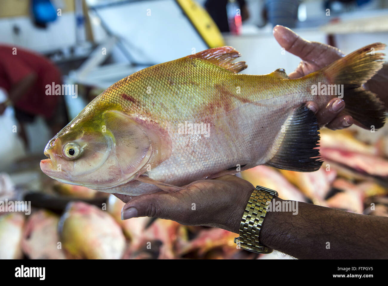 Pesce Amazonian in vendita nella zona del porto di Ceasa Foto Stock