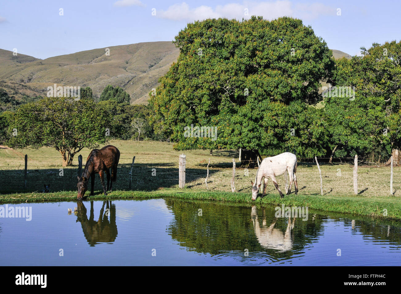 I cavalli nel margine weir farm nella Serra da Canastra Foto Stock