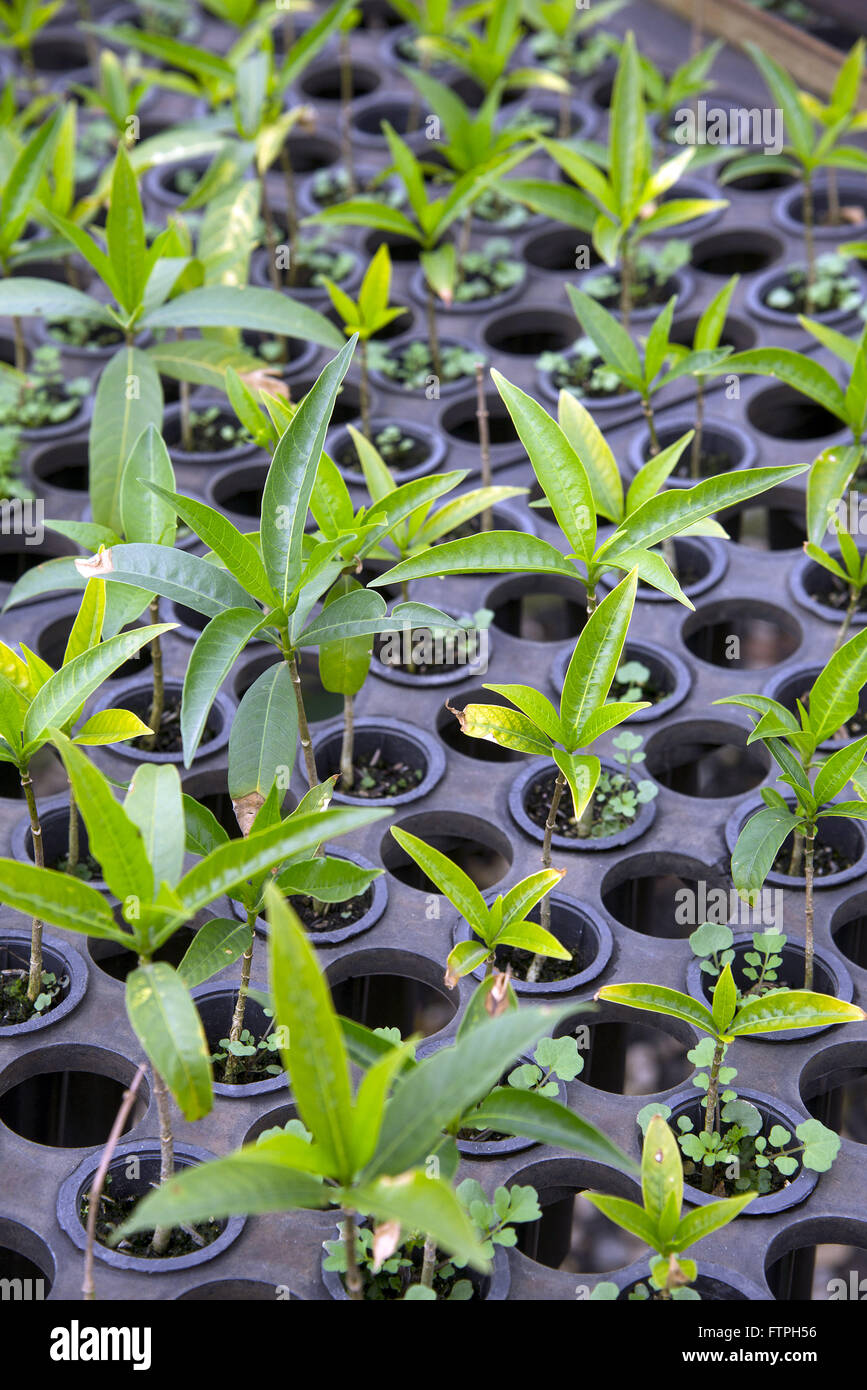Piantine di allevamento di animali da latte di rimboschire la foresta atlantica Foto Stock