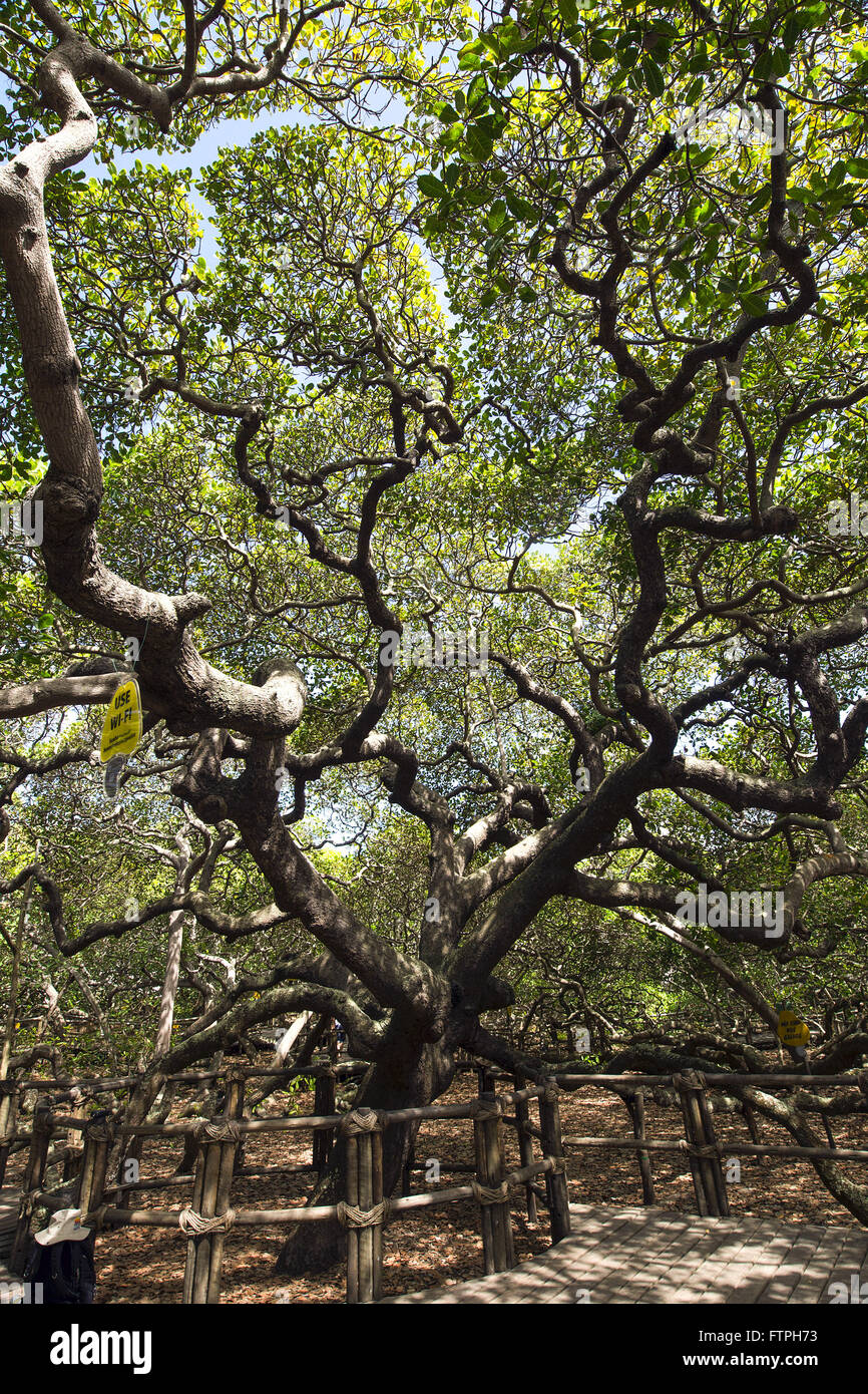 Pirangi anacardi - sono state piantate nel 1888 - conosciuto come il più grande albero di anacardi nel mondo Foto Stock