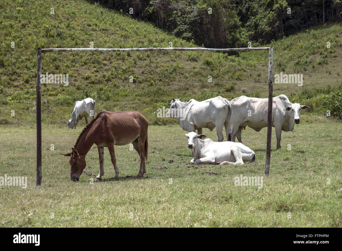 Piccolo allevamento di bestiame e cavallo - zona della foresta Alagoana Foto Stock