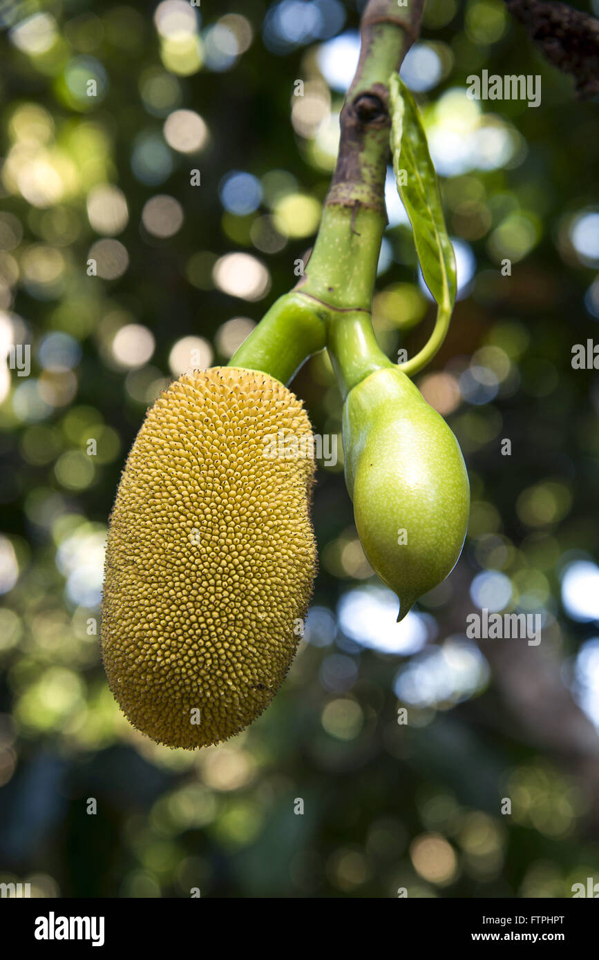 Jackfruit in fattoria - Zona da Mata Alagoas Foto Stock