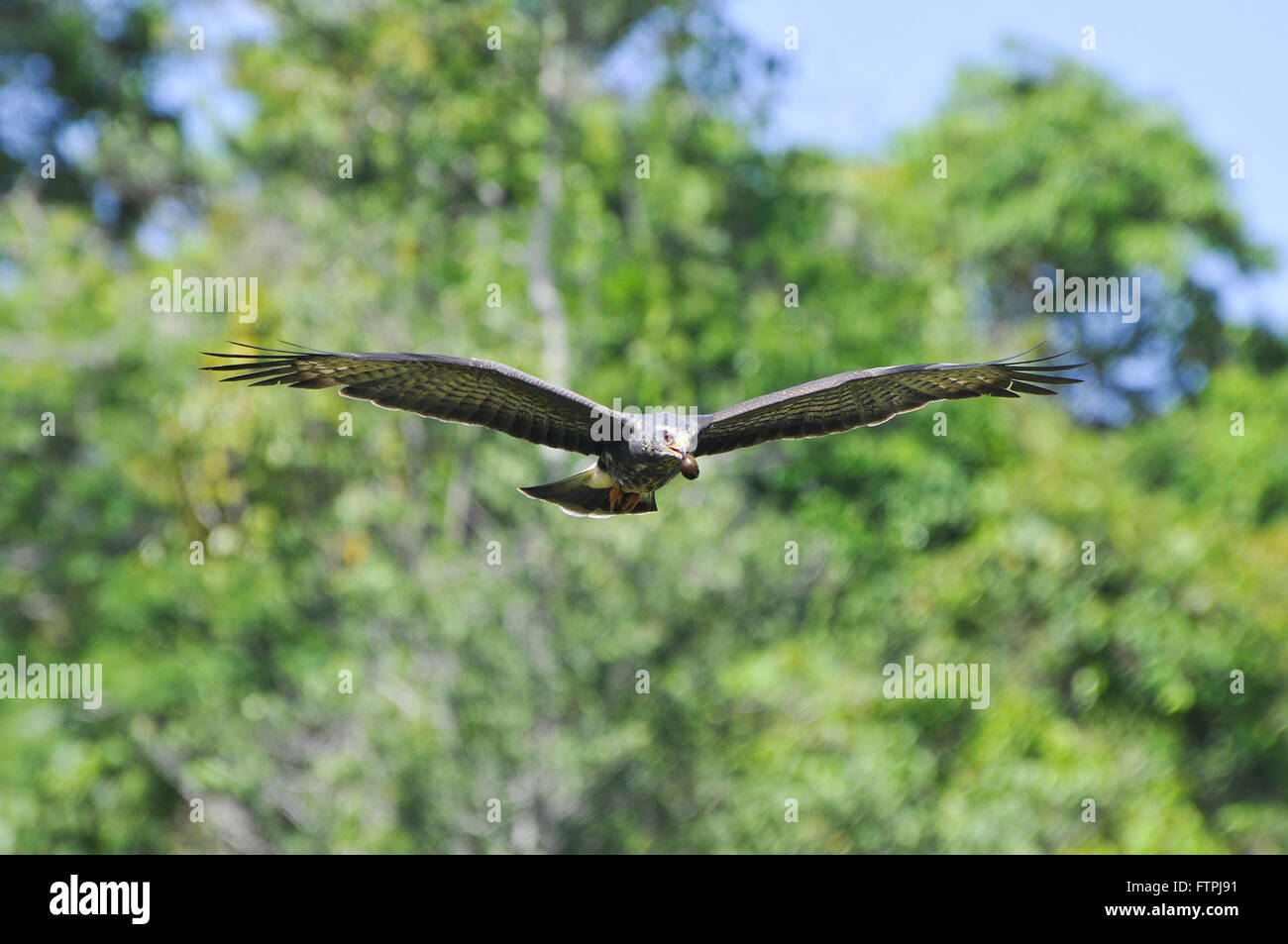 Leader di lumaca hawk flying lumaca nel becco Foto Stock