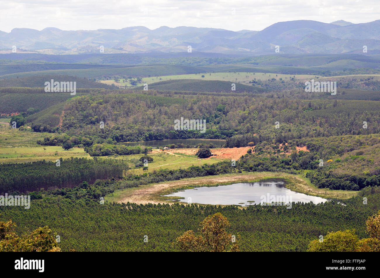 Piantagione di alberi di eucalipto che circonda il Rio Doce parco dello stato Foto Stock