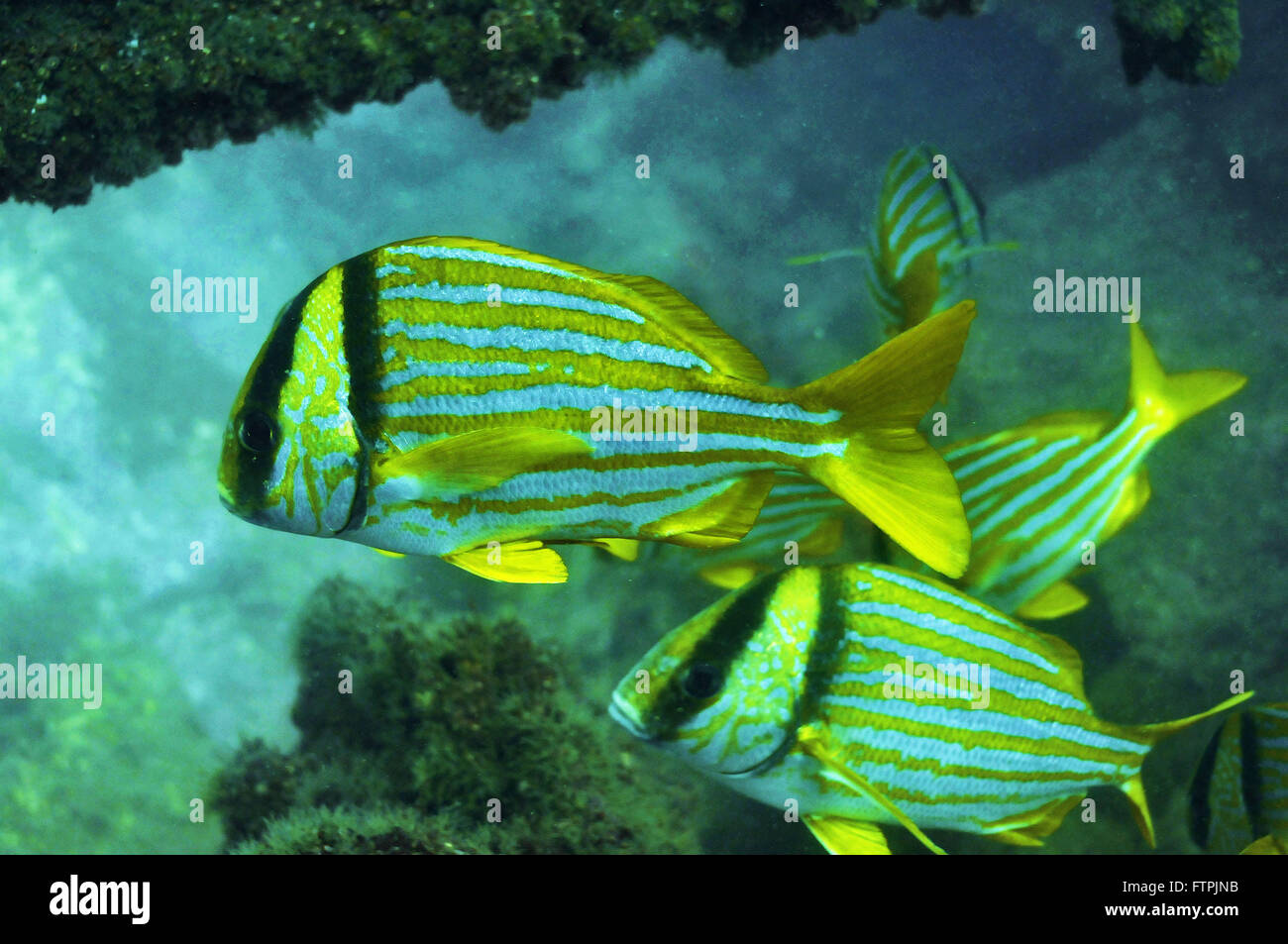 Foto subacquee della costa brasiliana - salemas - Anisotremus virginicus Foto Stock