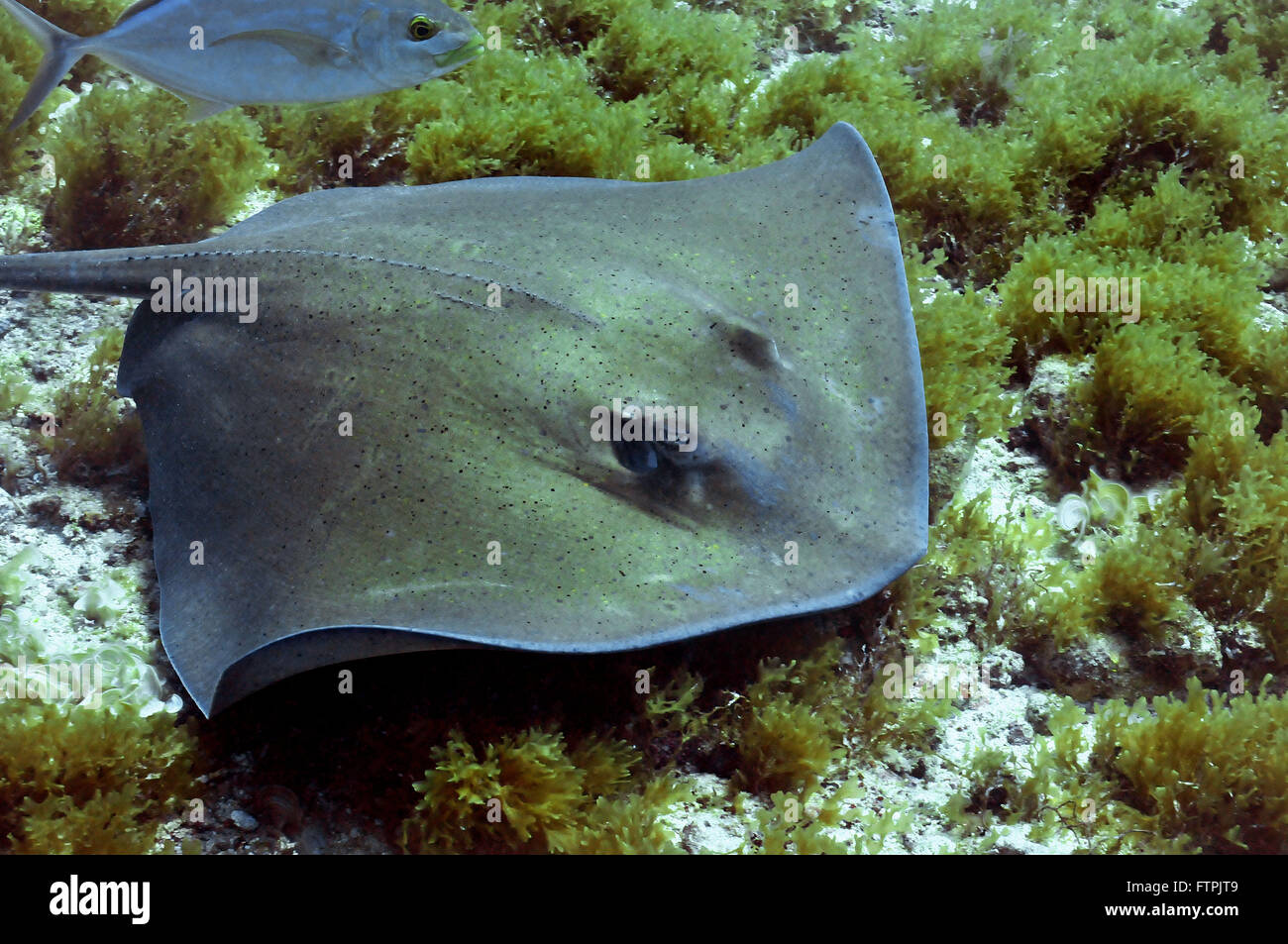 Foto subacquee della costa brasiliana - nail-ray - Dasyatis americana Foto Stock