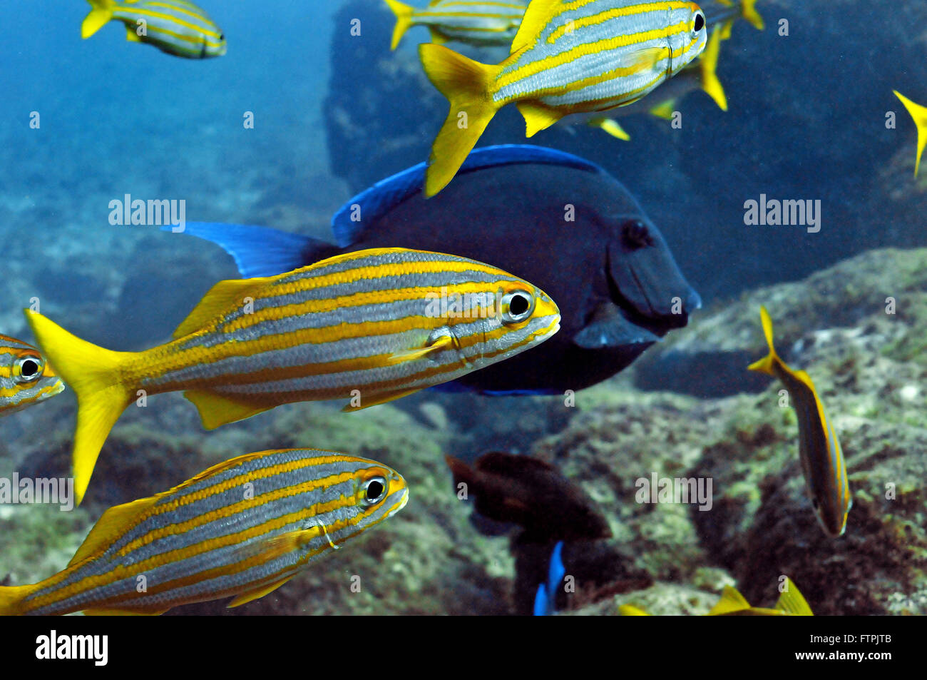 Foto subacquee della costa brasiliana - giallo-xira - Dasyatis americana Foto Stock