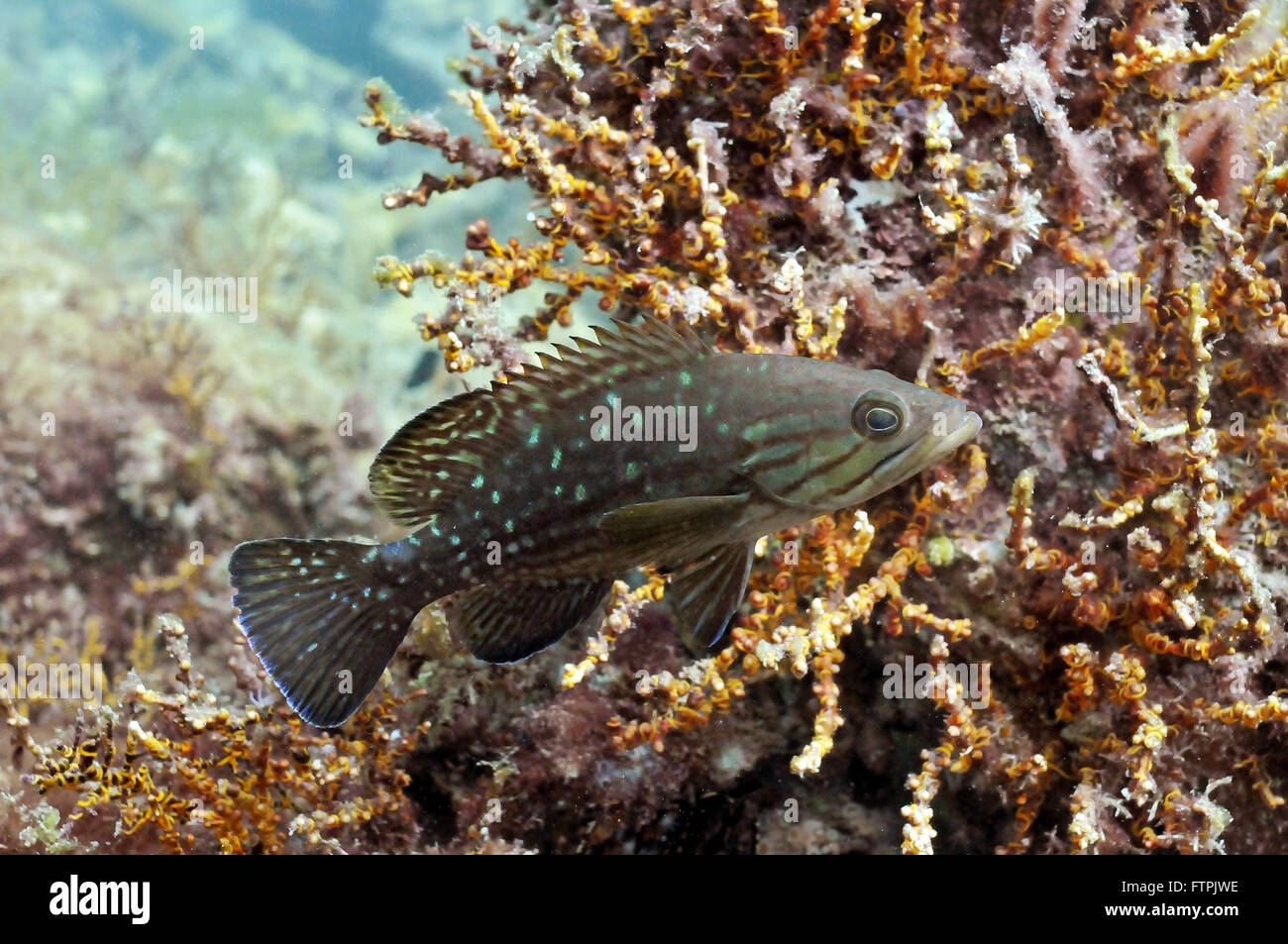 Foto subacquee della costa brasiliana - merlano-mira - Mycteroperca acutirostris Foto Stock