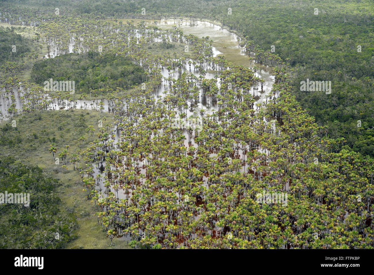 Vista aerea del Buritizal nella Sierra Youth National Park - area allagata Foto Stock