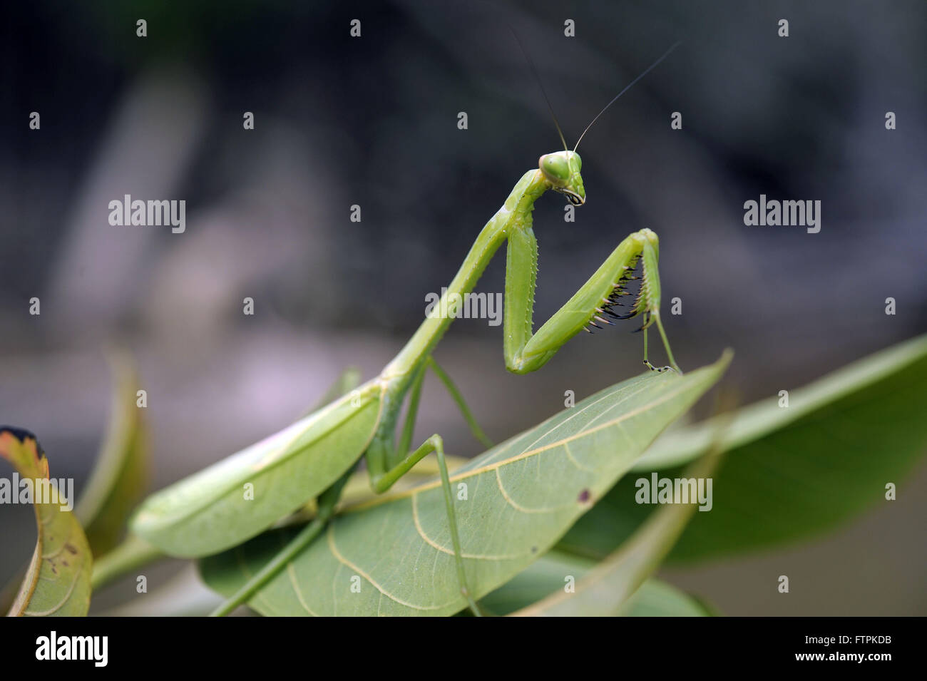 Mantis su una foglia Foto Stock