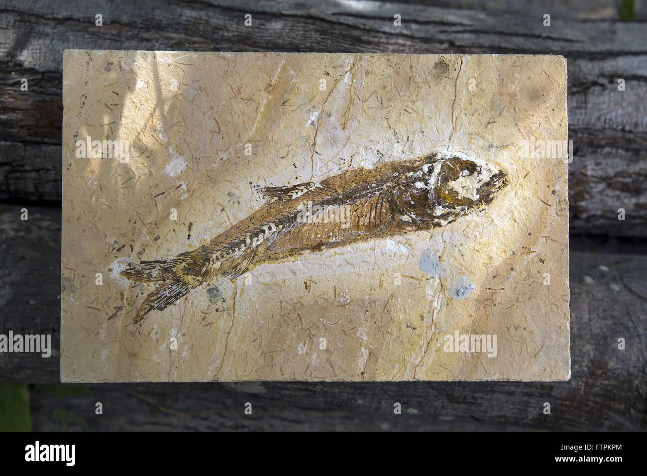 Fossili di pesci trovati nel Geoparco Araripe Foto Stock