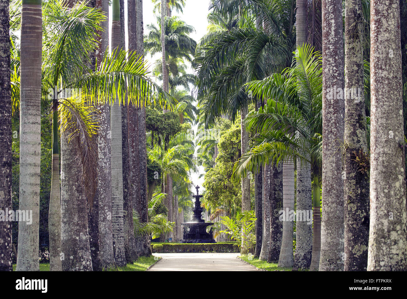Imperial palme nel giardino botanico di Rio de Janeiro con la fontana delle Muse in background Foto Stock