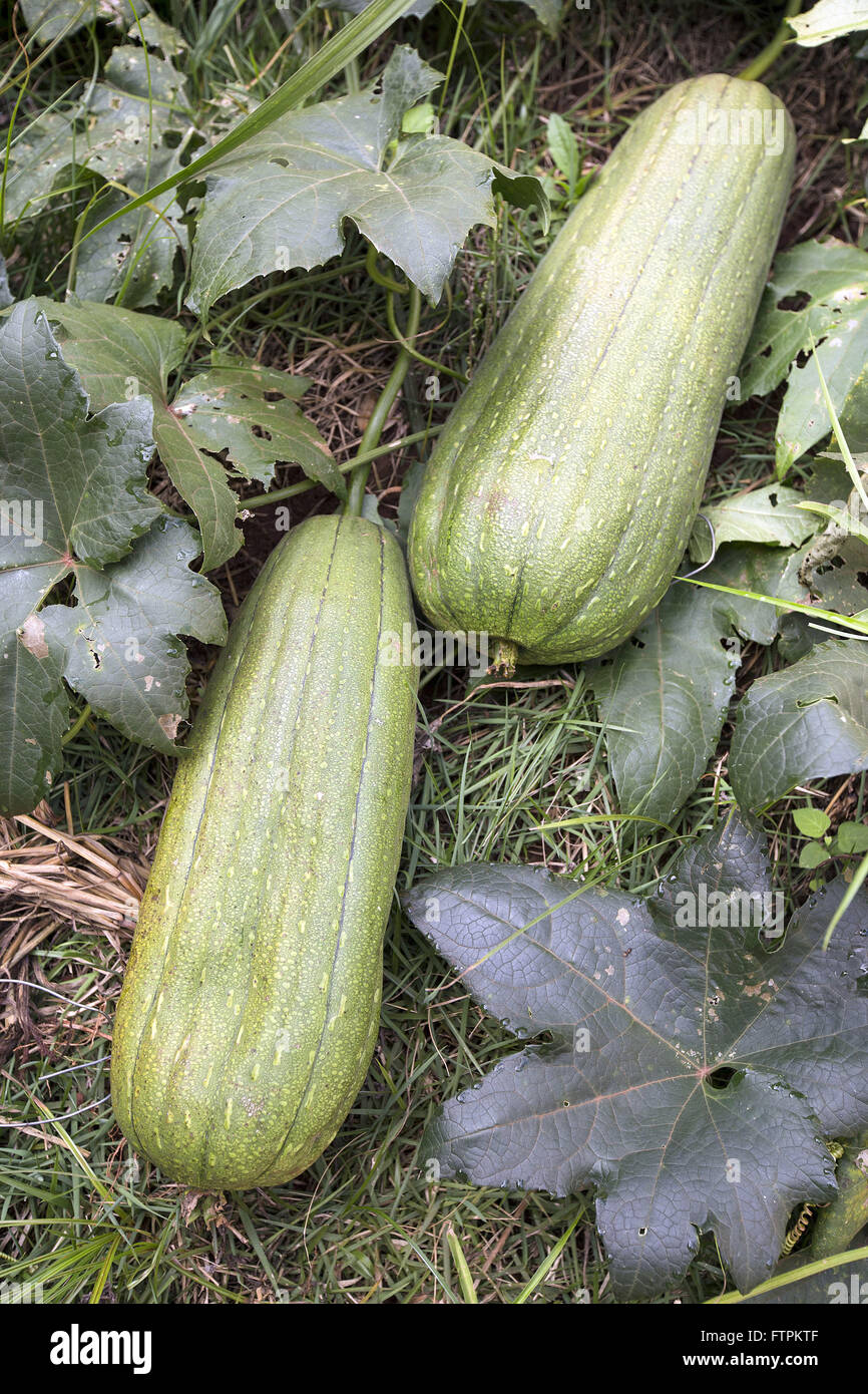 Detalhe de bucha ou esponja vegetale - La Luffa aegyptiaca - ainda n. pe Foto Stock