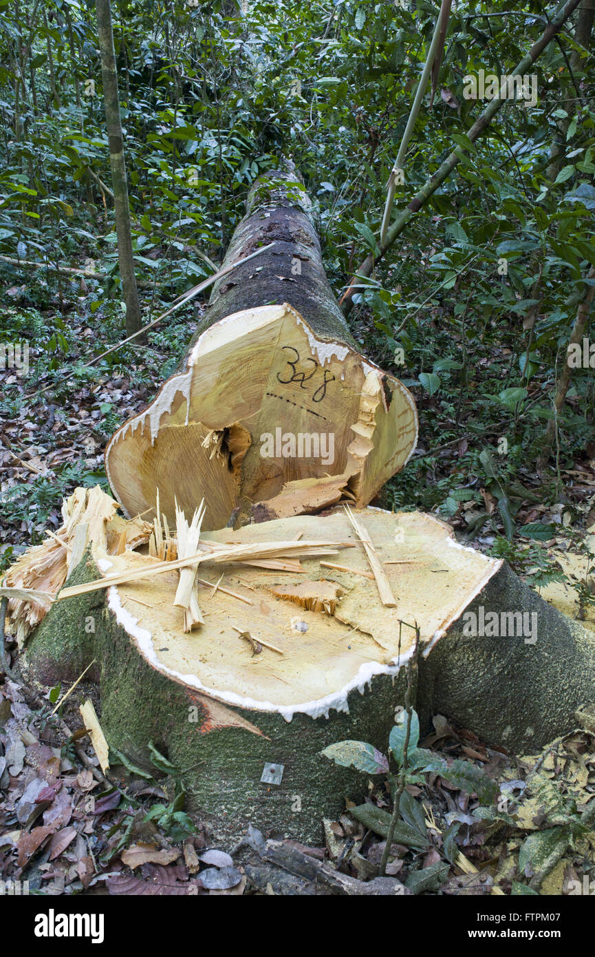 Albero decisionale - progetto di insediamento Chico Mendes - estrattiva piantagione di gomma cascata Foto Stock