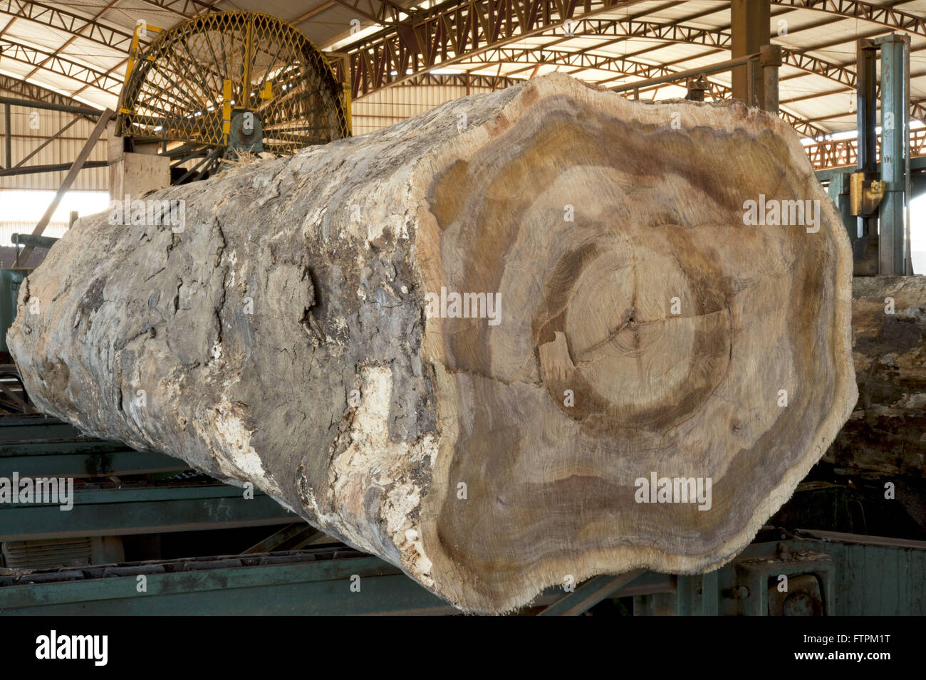 Tora Camamu di albero-mulino di ferro - legno certificato Foto Stock