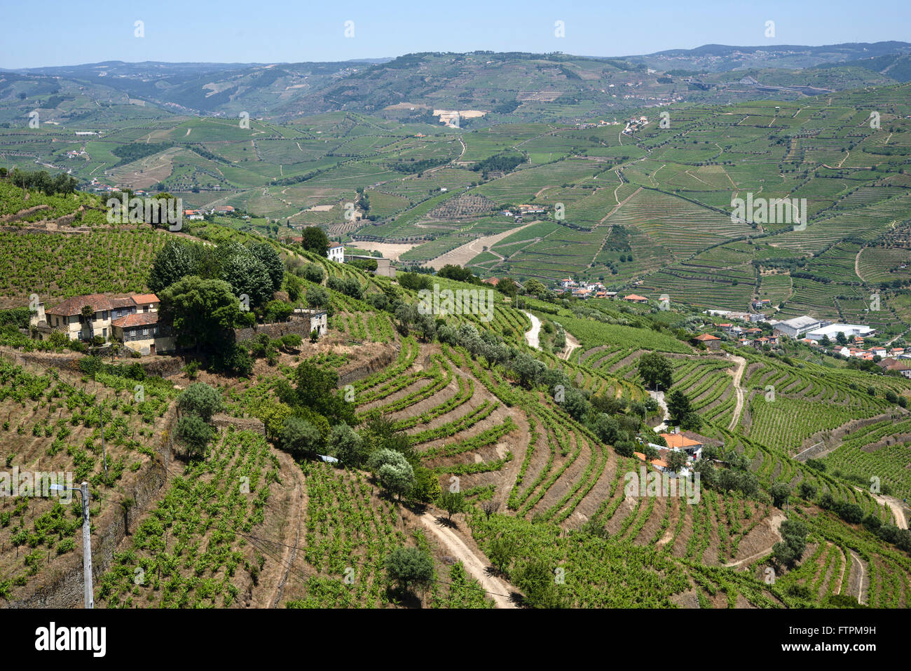 Vigneto noto per la produzione del vino di Porto come le pendici del fiume Douro Foto Stock