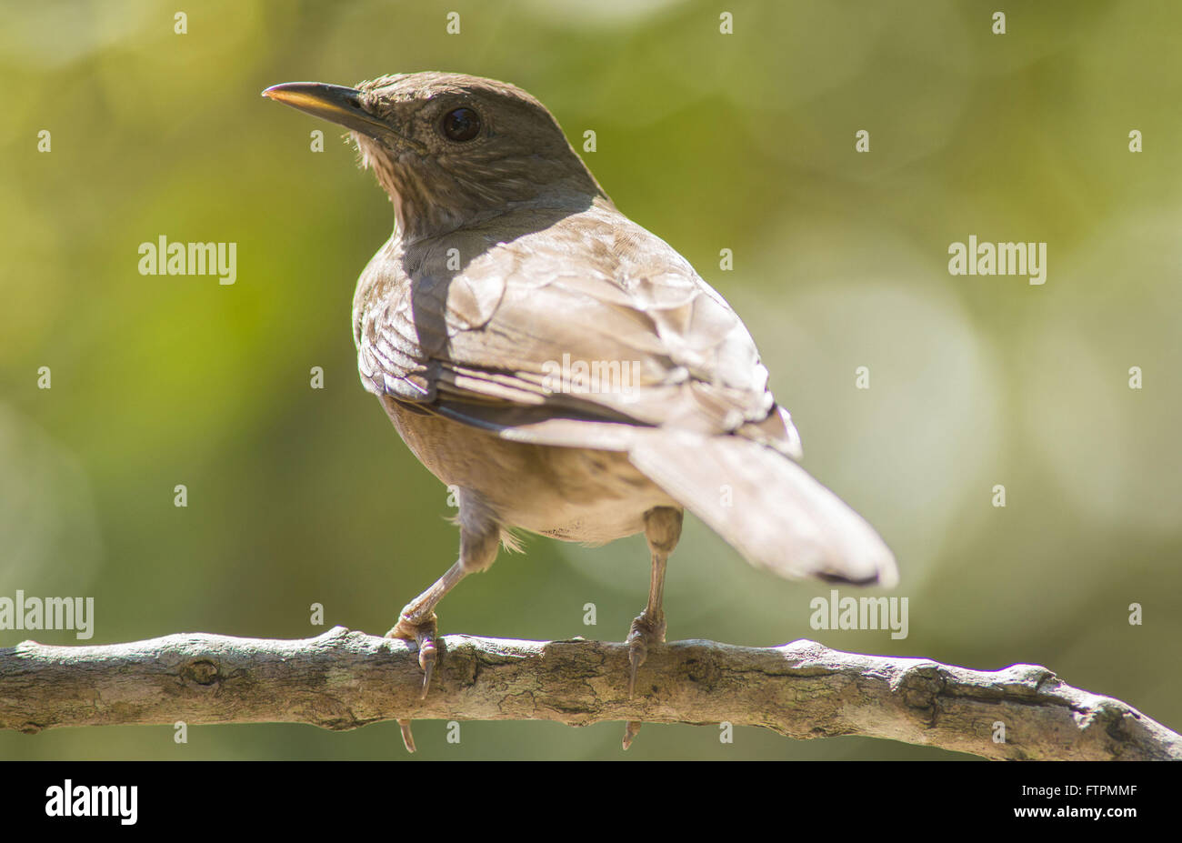 Know-arancione nella foresta di pioggia Foto Stock