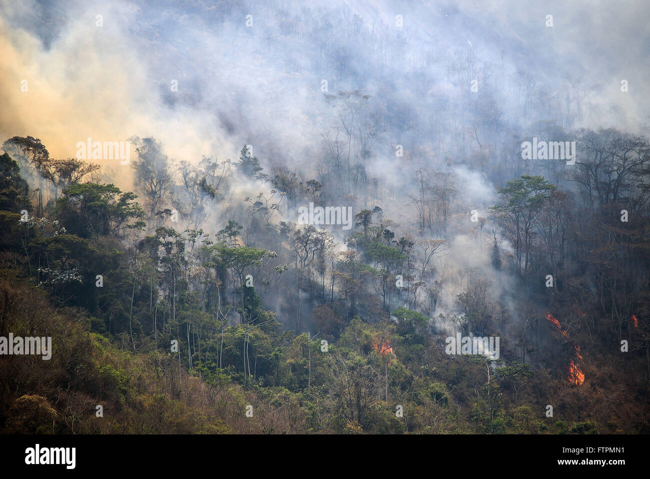 Incendio nella foresta di pioggia durante la perioda secco - Segretario quartiere Foto Stock
