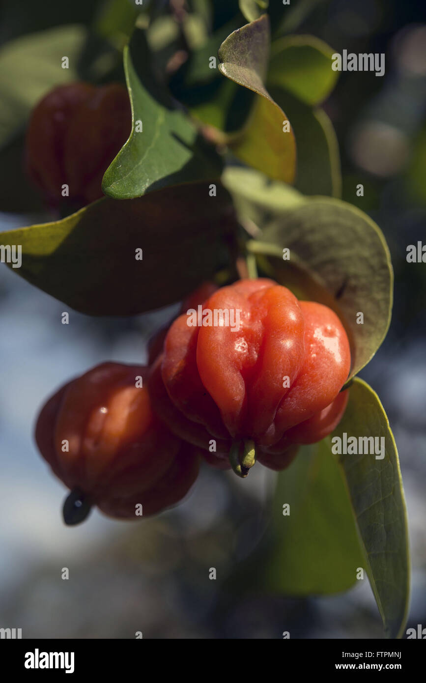 Dettaglio del Surinam cherry con frutti maturi Foto Stock