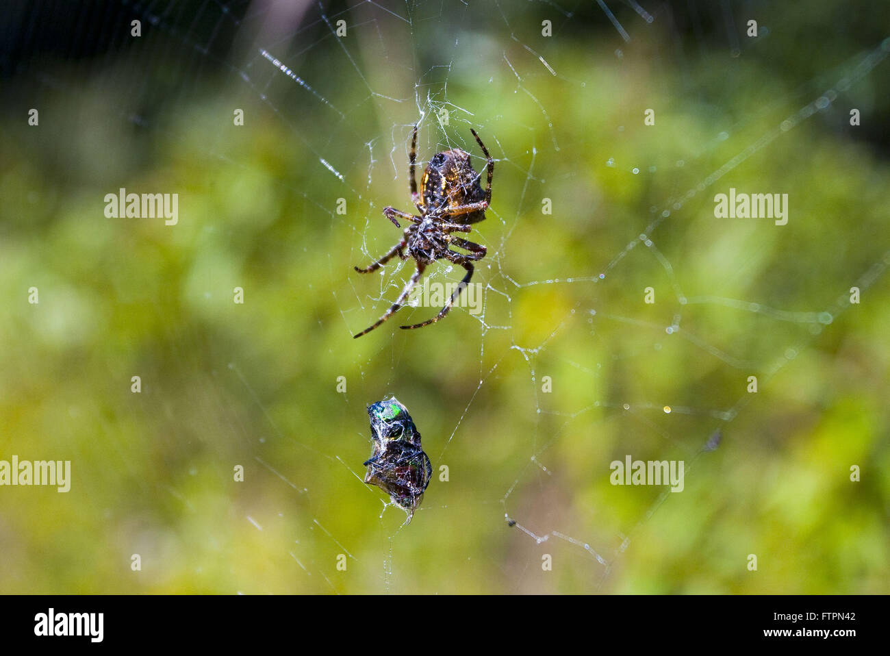 Fly catturati e immobilizzati spider Foto Stock