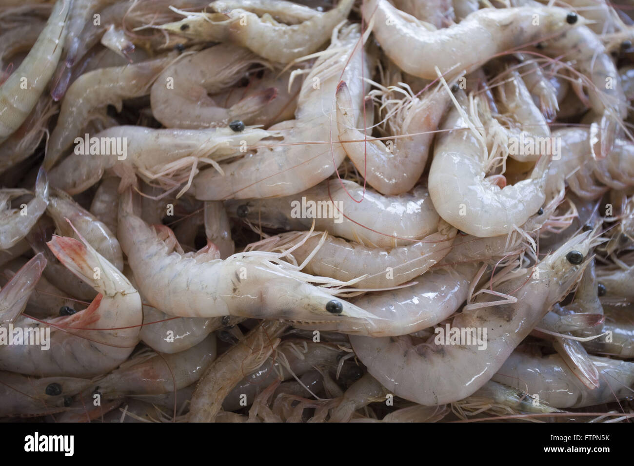 Gamberi pescati nel mare di ??La Costa Blanca - Natal coast Foto Stock