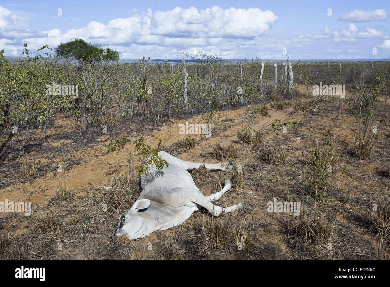 Vitello uccisi nella zona colpita dalla siccità in Bahia Foto Stock
