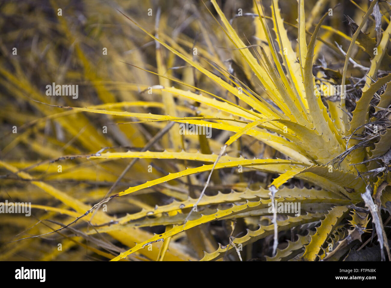 Macambira - laciniosa Bromelia - caatinga vegetazione del backlands di Pernambuco Foto Stock