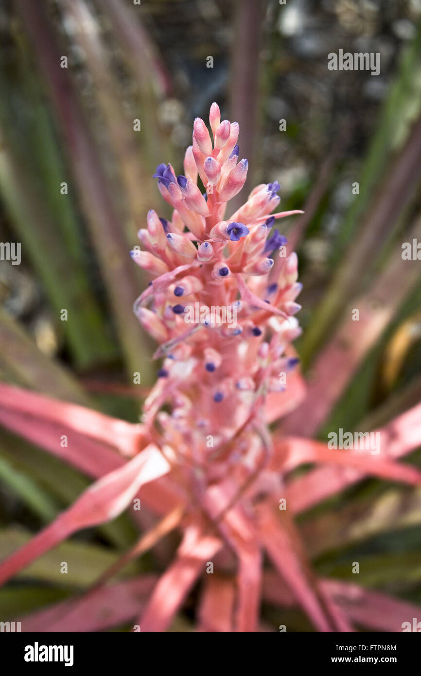 Flower macambira - laciniosa Bromelia - caatinga vegetazione del backlands di Pernambuco Foto Stock