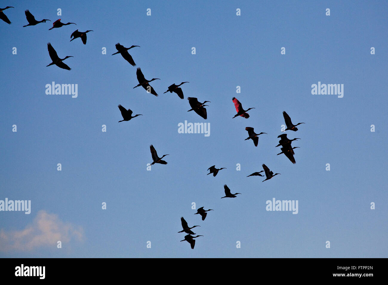 Uccelli che volano di notte immagini e fotografie stock ad alta risoluzione  - Alamy