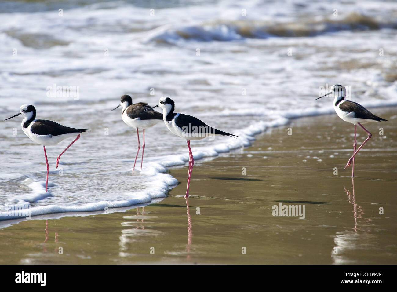 Gruppo di stilt-to-back-spiaggia bianca in stagno - North Bay Foto Stock