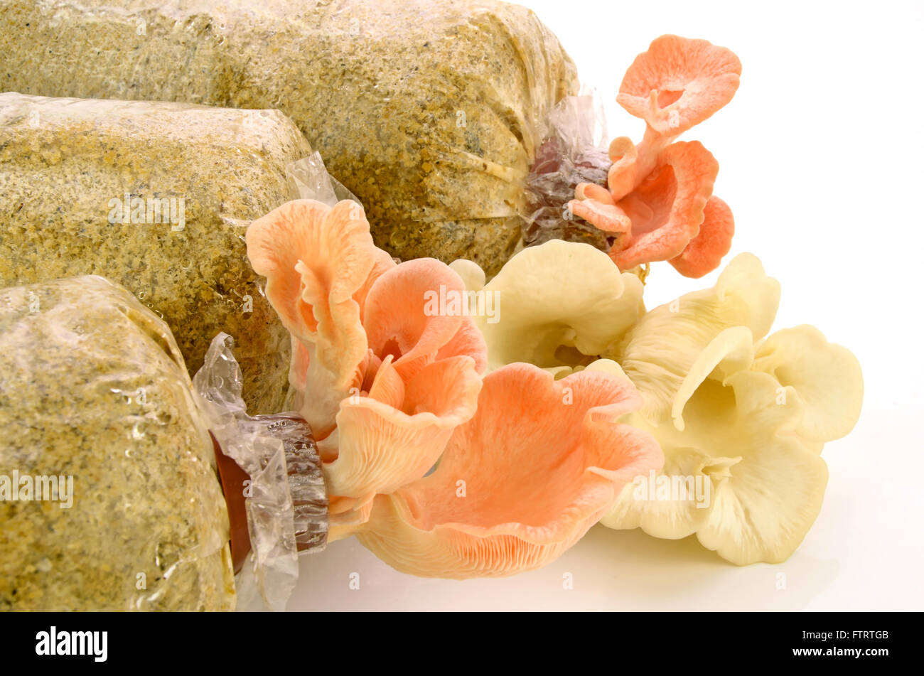 Organici di Pleurotus djamor o rosa oyster funghicoltura su mushroon focaccia su sfondo bianco. Foto Stock