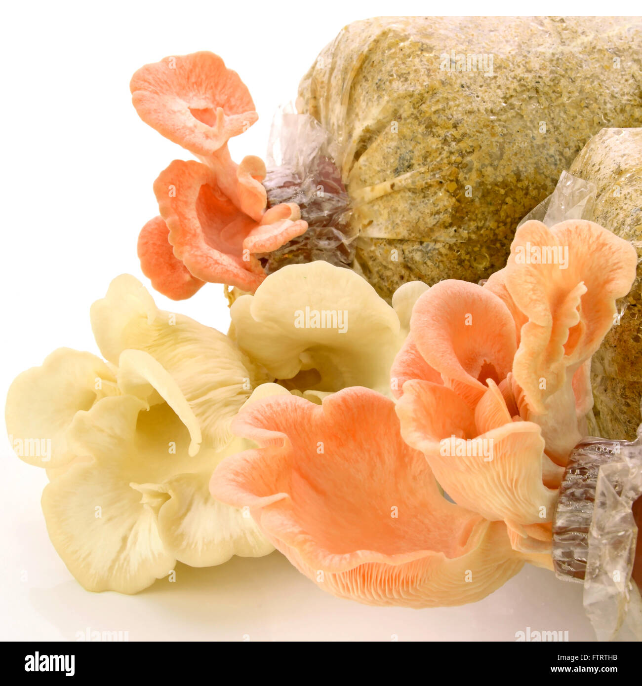Organici di Pleurotus djamor o rosa oyster funghicoltura su mushroon focaccia su sfondo bianco. Foto Stock
