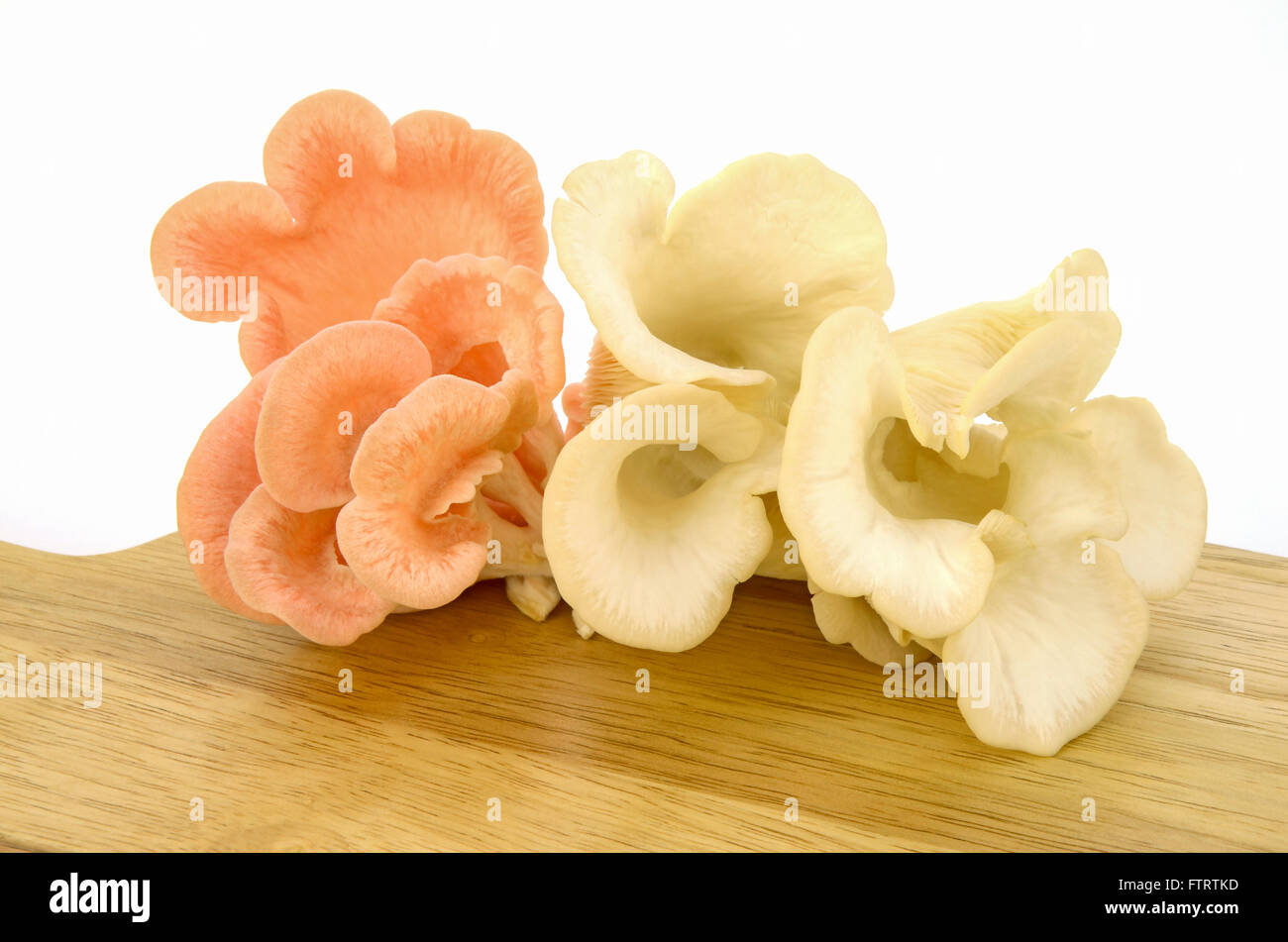 Organici di Pleurotus djamor o rosa oyster fungo su sfondo bianco. Foto Stock