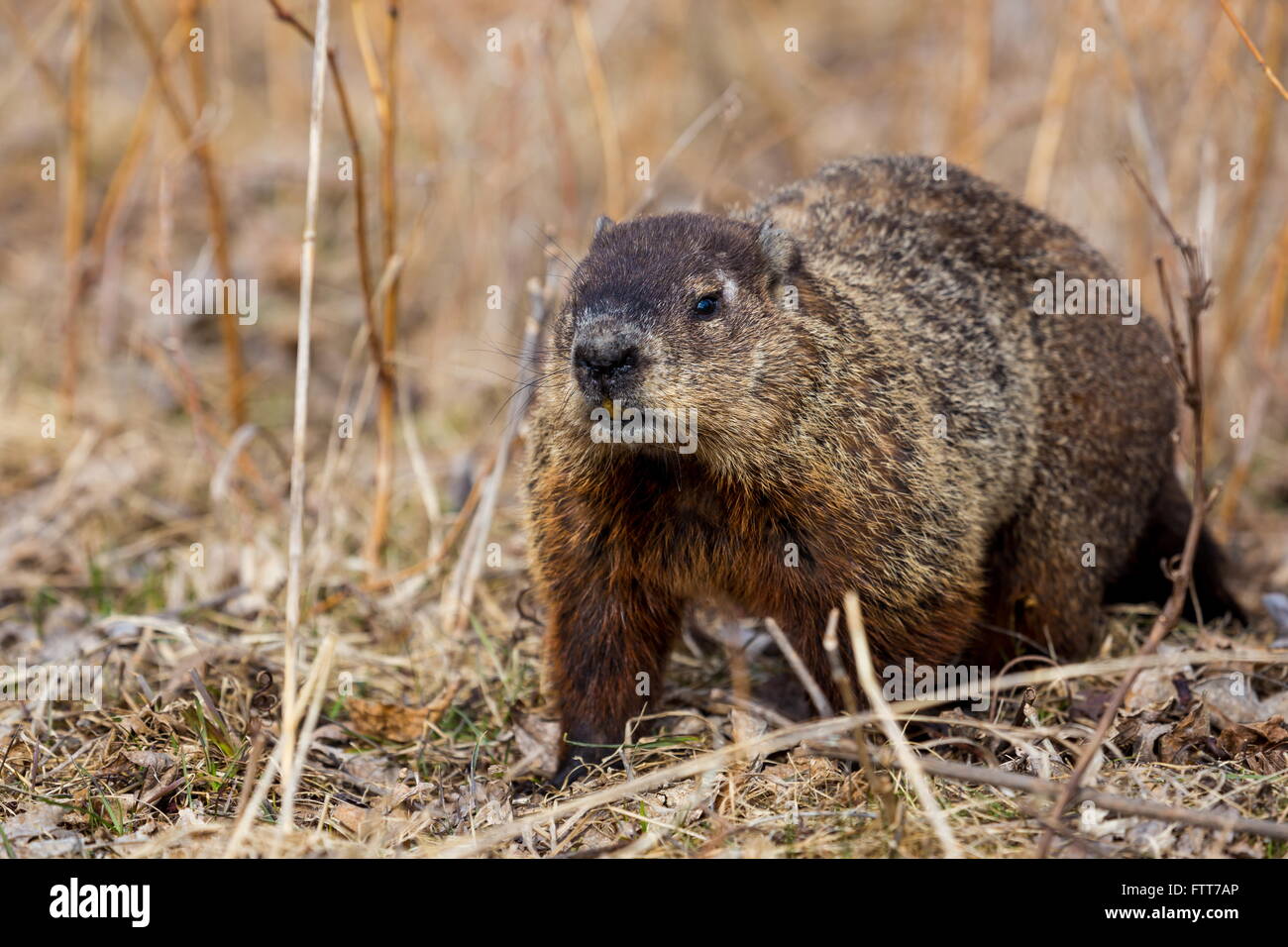 Marmotta marmotta nordamericana o. Foto Stock