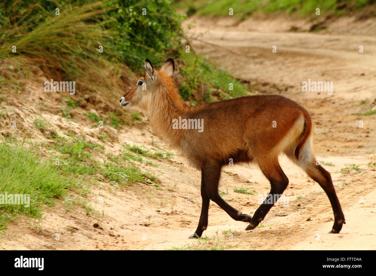 Una femmina di Waterbuck attraversa la strada in Uganda Foto Stock