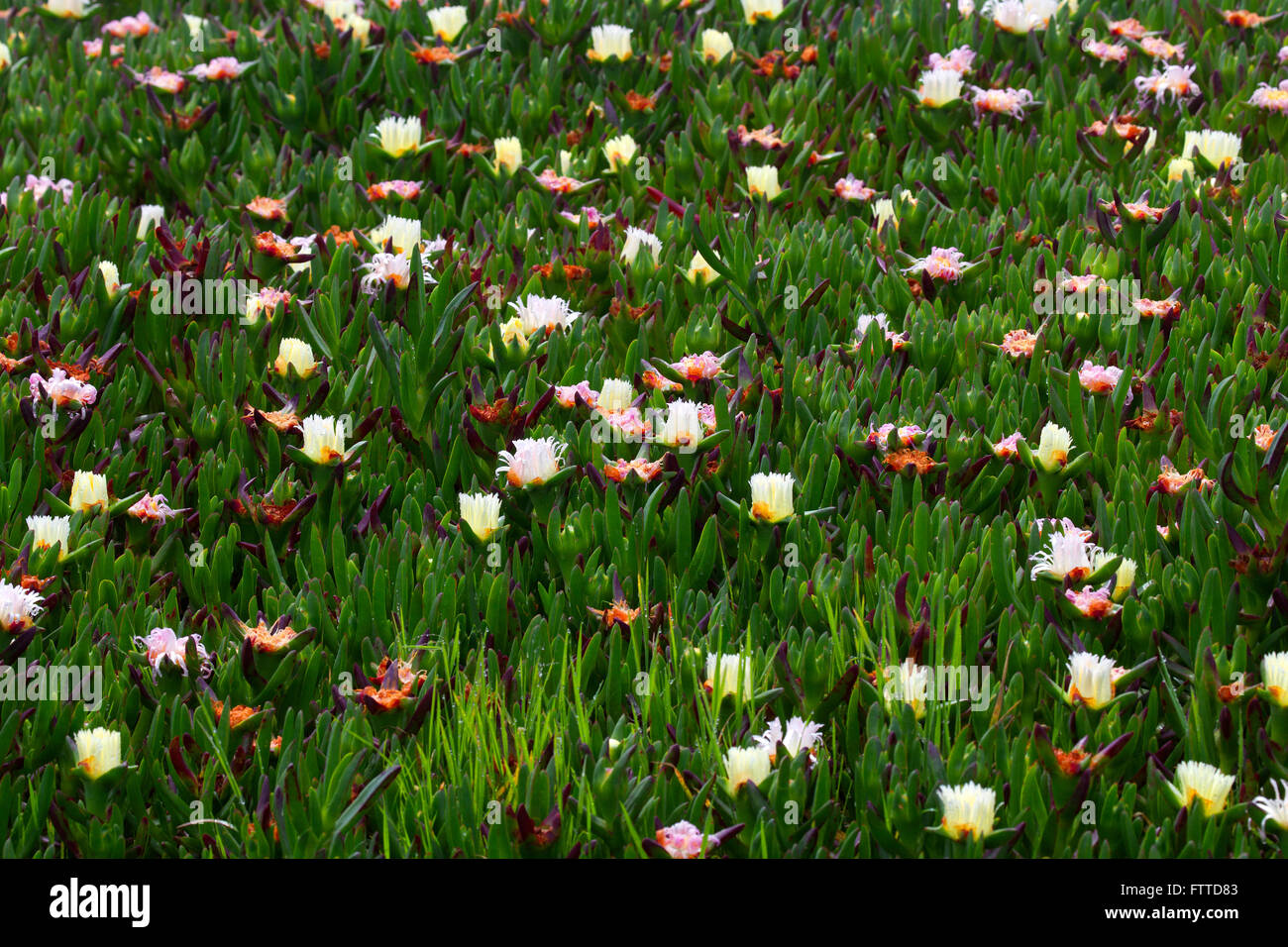 Campo di Ghiaccio di piante in fiore Foto Stock